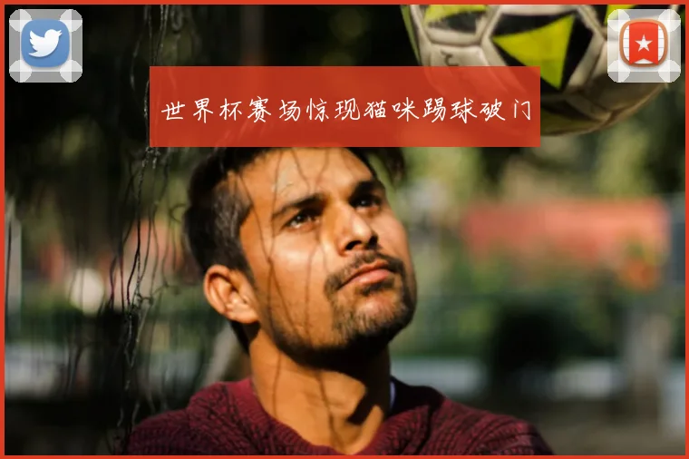 世界杯赛场惊现猫咪踢球破门